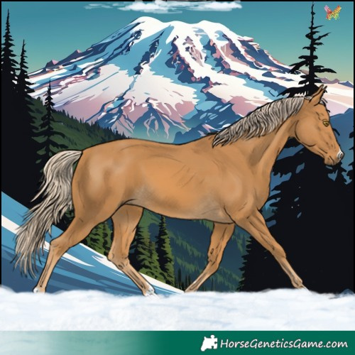 Horse Color:Palomino 