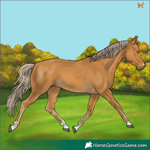 Horse Color:Palomino 