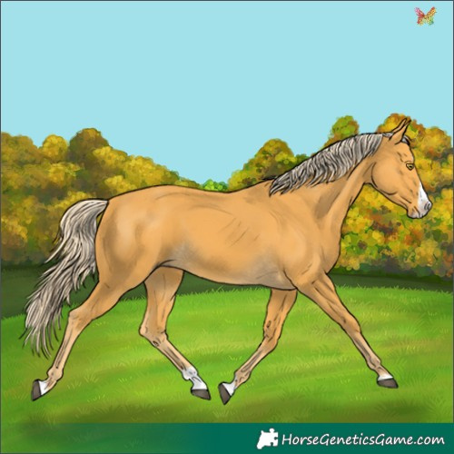 Horse Color:Palomino Splash 
