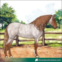 Horse Color:Red Roan