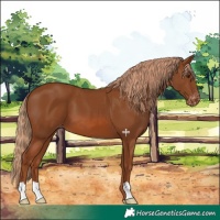 Horse Color:Chestnut Appaloosa