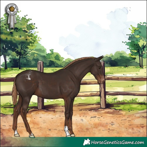 Horse Color:Liver Chestnut Varnish 