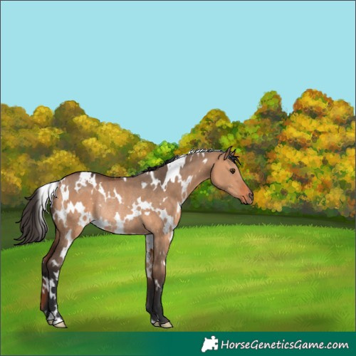 Horse Color:White Spotted Bay Dun Rabicano 