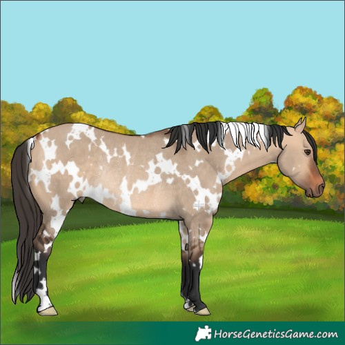 Horse Color:White Spotted Bay Dun Rabicano 
