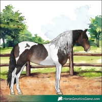 Horse Color:Brown Tobiano Rabicano
