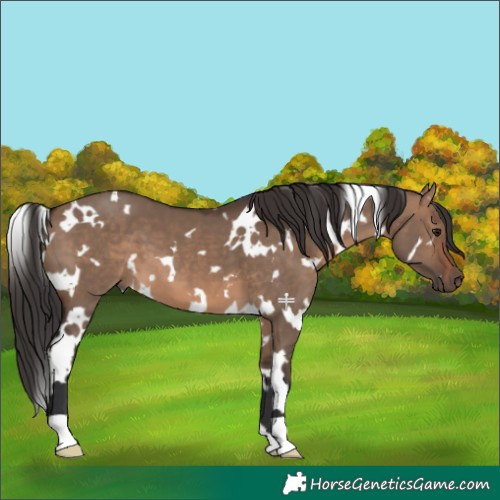 Horse Color:White Spotted Brown Dun 