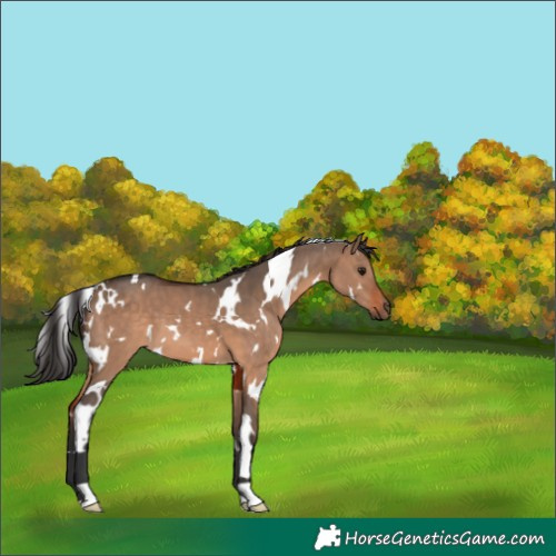 Horse Color:White Spotted Brown Dun 