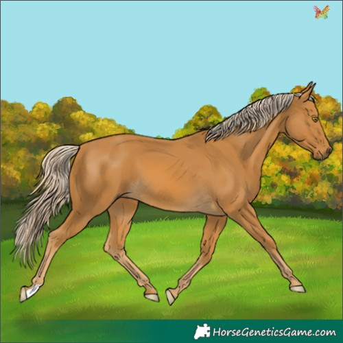 Horse Color:Palomino 