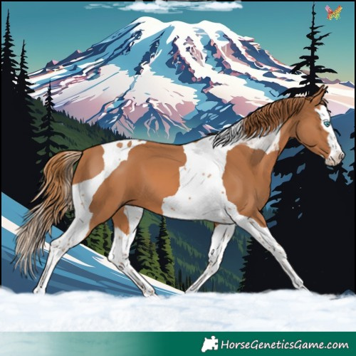 Horse Color:Chestnut Splash Tobiano 