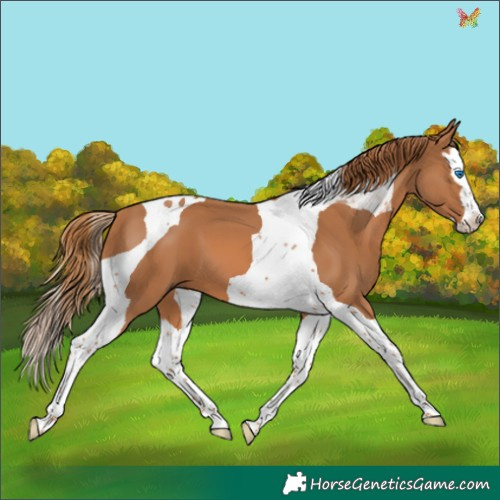 Horse Color:Chestnut Splash Tobiano 