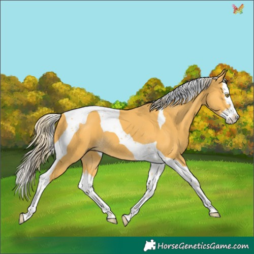 Horse Color:Palomino Splash Tobiano