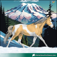 Horse Color:Palomino Splash Tobiano 