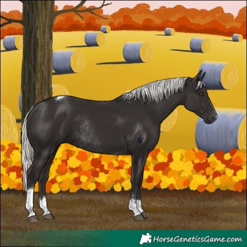 Horse Color:Liver Chestnut Mushroom Tobiano Rabicano 