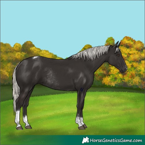 Horse Color:Liver Chestnut Mushroom Tobiano Rabicano 