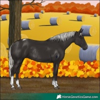 Horse Color:Liver Chestnut Mushroom Tobiano Rabicano 