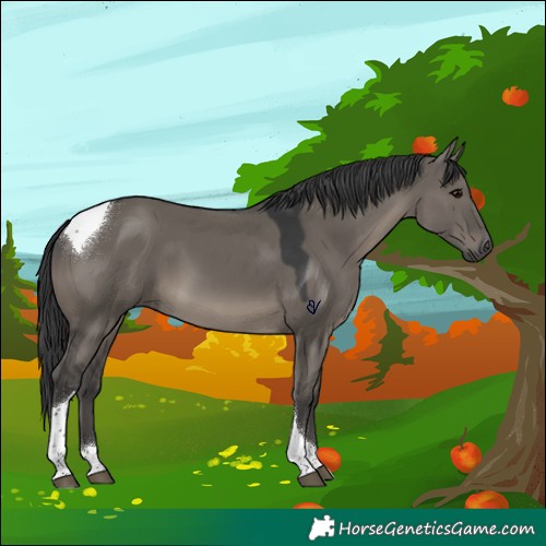 Horse Color:Grullo Tobiano Rabicano 