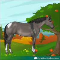 Horse Color:Grullo Tobiano Rabicano 