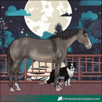 Horse Color:Smoky Grullo Splash Rabicano 