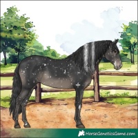 Horse Color:White Spotted Black Appaloosa Rabicano