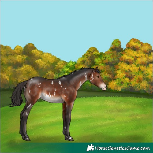 Horse Color:White Spotted Brown Appaloosa Rabicano 