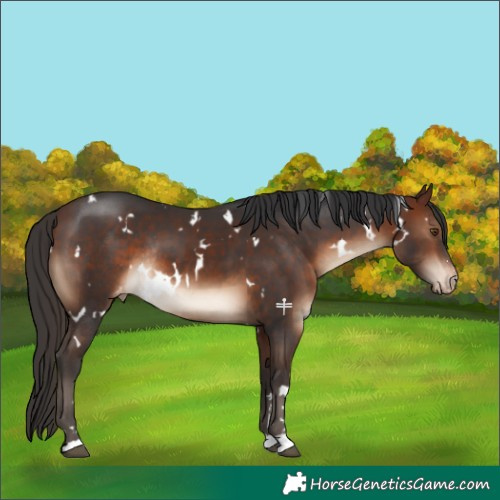 Horse Color:White Spotted Brown Appaloosa Rabicano 
