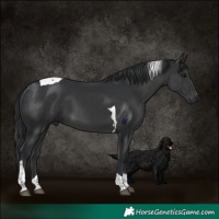 Horse Color:Black Tobiano 