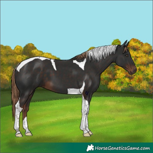 Horse Color:Liver Chestnut Tobiano 