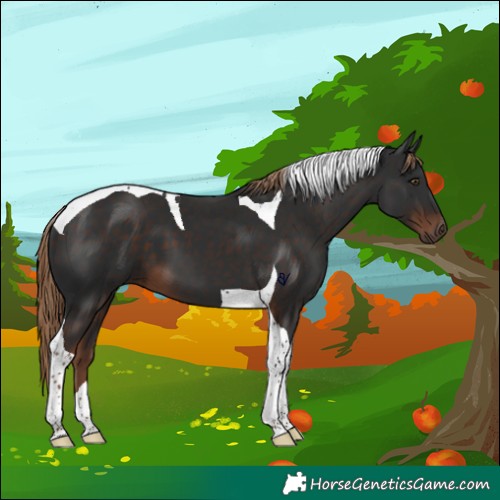 Horse Color:Liver Chestnut Tobiano 