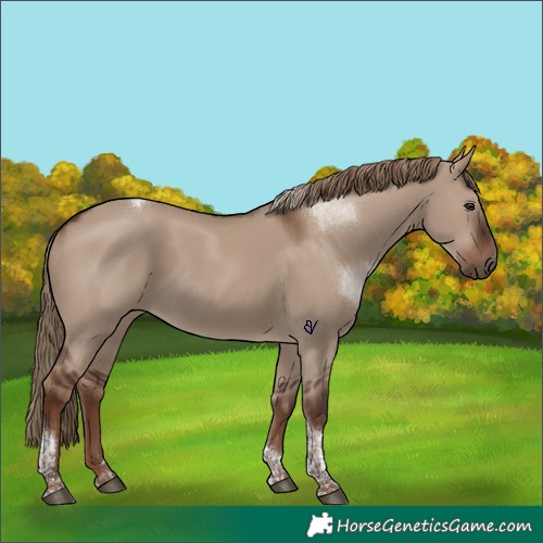 Horse Color:Liver Red Dun Tobiano 