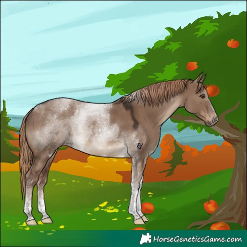 Horse Color:Liver Red Dun Tobiano 