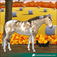 Horse Color:Gray Buckskin Dun Splash Tobiano Appaloosa 