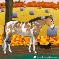 Horse Color:Gray Buckskin Dun Splash Tobiano Appaloosa 