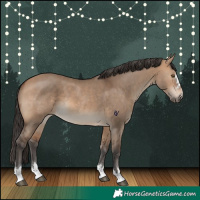 Horse Color:Bay Dun 