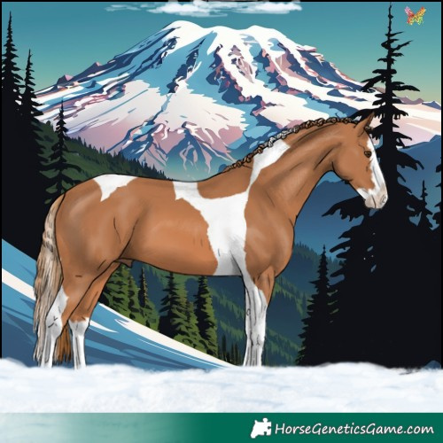 Horse Color:Chestnut Splash Tobiano 