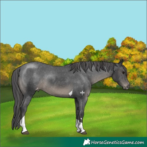 Horse Color:Black Tobiano Appaloosa Rabicano 