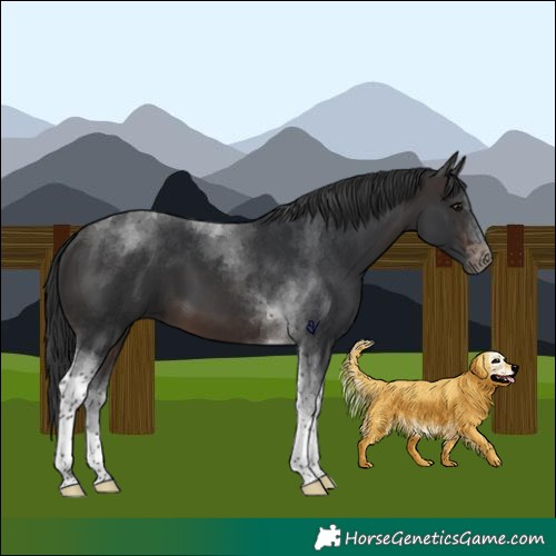 Horse Color:Brown Tobiano 