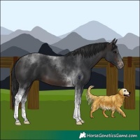 Horse Color:Brown Tobiano 