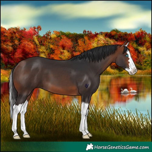 Horse Color:Bay Splash 