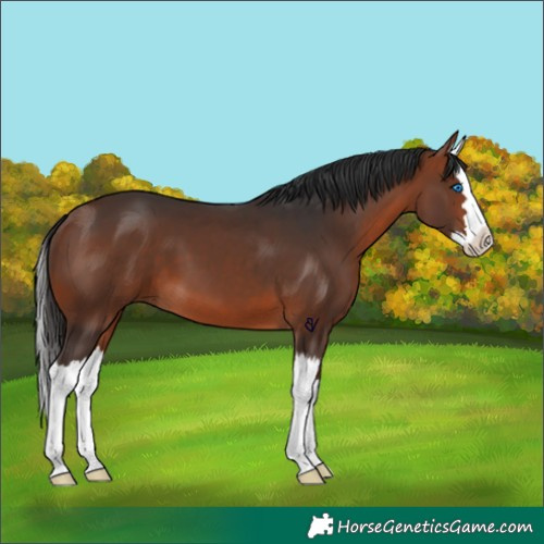 Horse Color:Bay Splash 