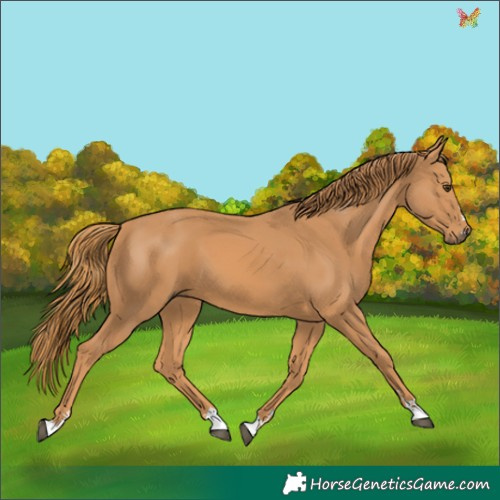 Horse Color:Chestnut 