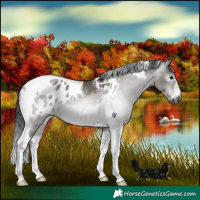 Horse Color:Gray Grullo Tobiano Appaloosa 