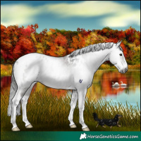 Horse Color:Gray Grullo Tobiano Blanket 
