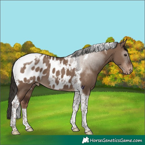 Horse Color:Liver Red Dun Tobiano Appaloosa 