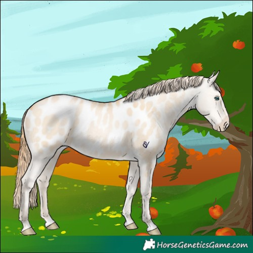 Horse Color:Buckskin Pearl Dun Appaloosa 