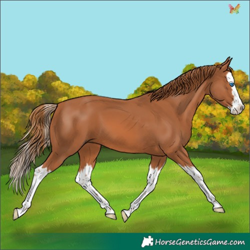Horse Color:Chestnut Splash