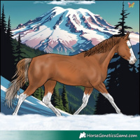 Horse Color:Chestnut Splash 