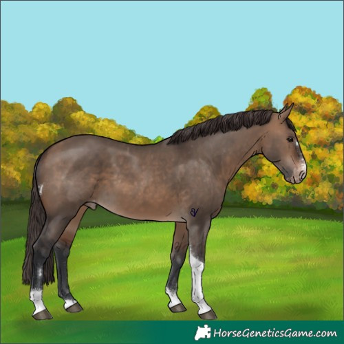 Horse Color:Brown Dun Tobiano Appaloosa 