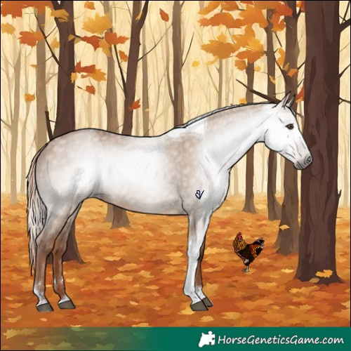 Horse Color:Gray Red Dun Tobiano Appaloosa Brindle 