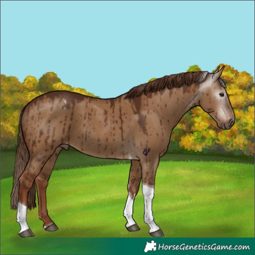 Horse Color:Gray Red Dun Tobiano Appaloosa Brindle 
