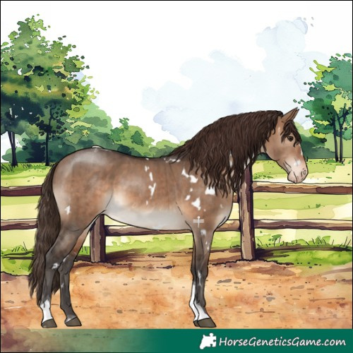 Horse Color:White Spotted Brown Dun Tobiano Appaloosa Brindle 